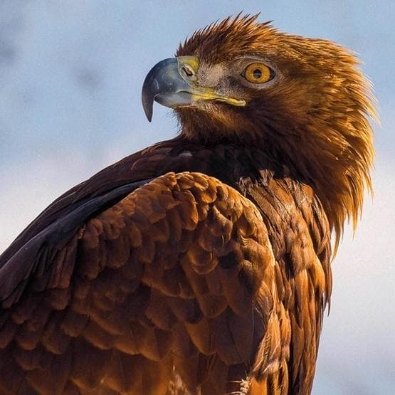 Firkantet kort med Golden Eagle-kuvert
