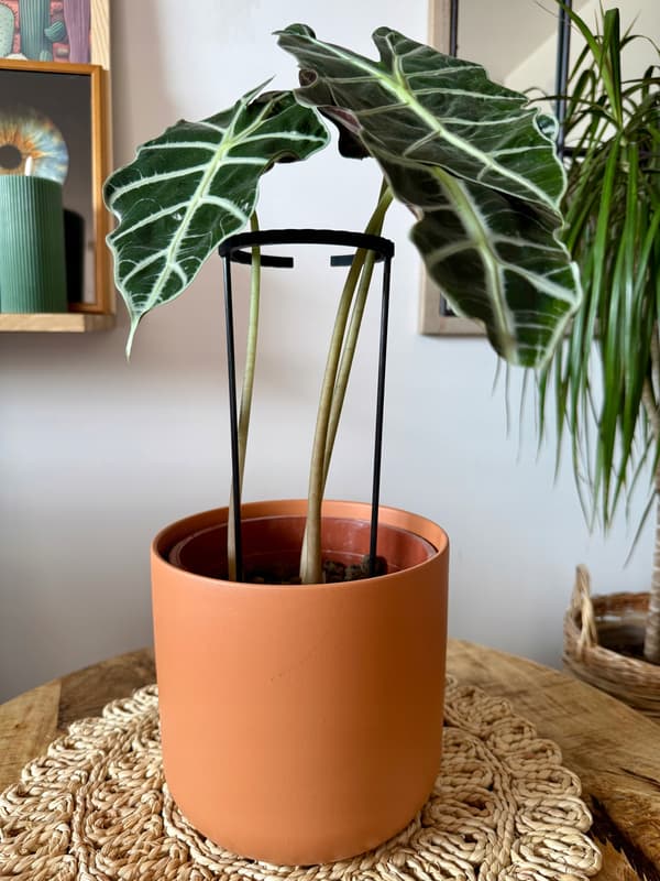 Støttering til blomsterplanter Klemmestøttering SM 33x10cm