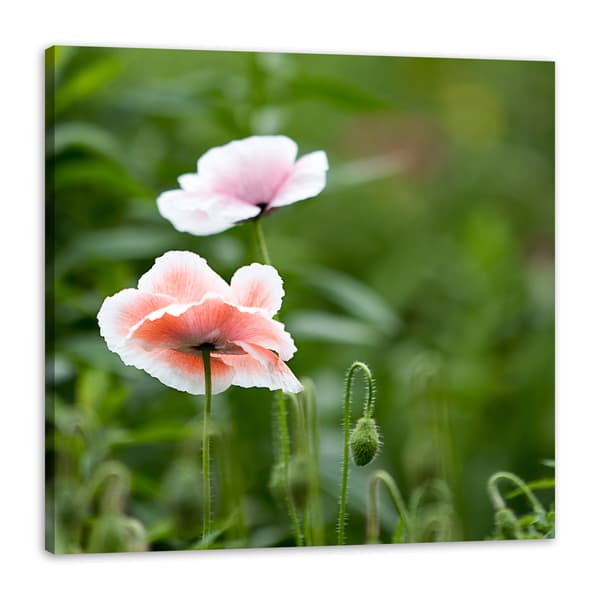 Canvastavla Botanik Vallmoblommor 50x50 cm