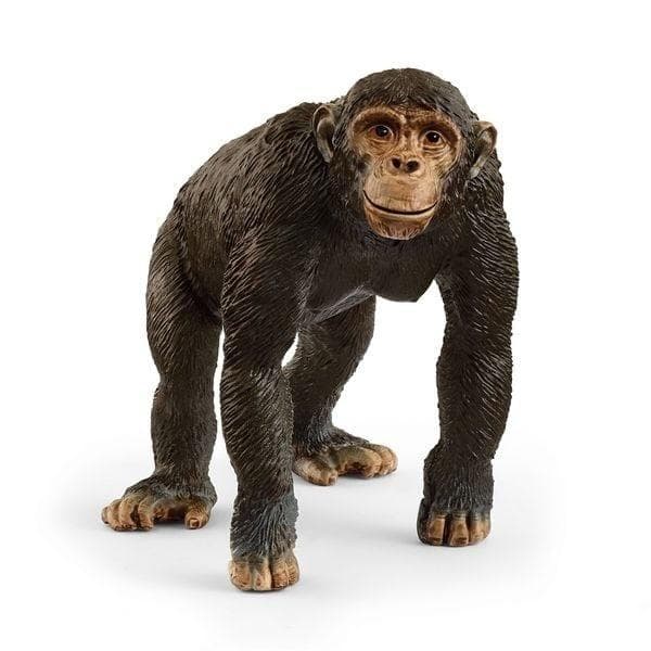 Chimpanse