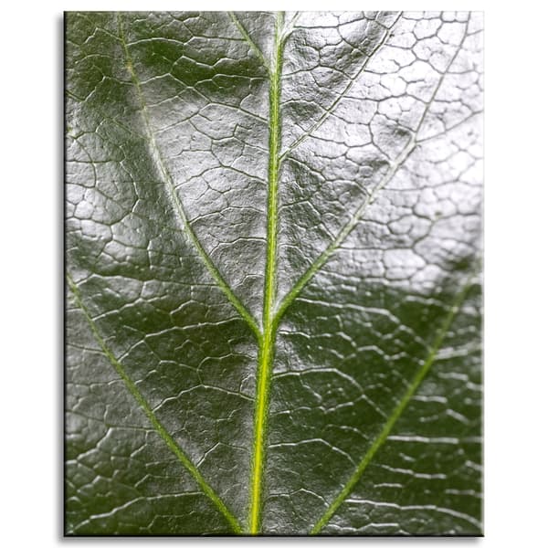 Canvastavla Botanik Ormbunkeblad 40x50 cm