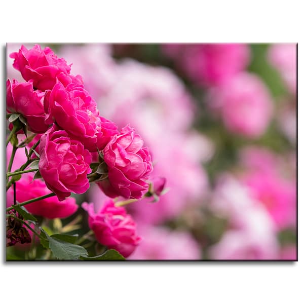 Canvastavla Botaniska rosa rosor 40x30 cm