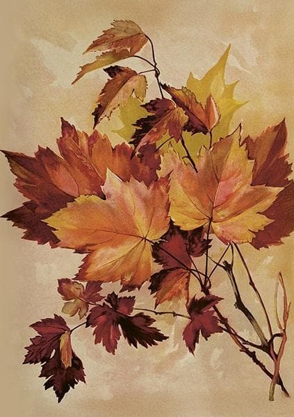 ST515 B6 kort + Autumn Maple kuvert