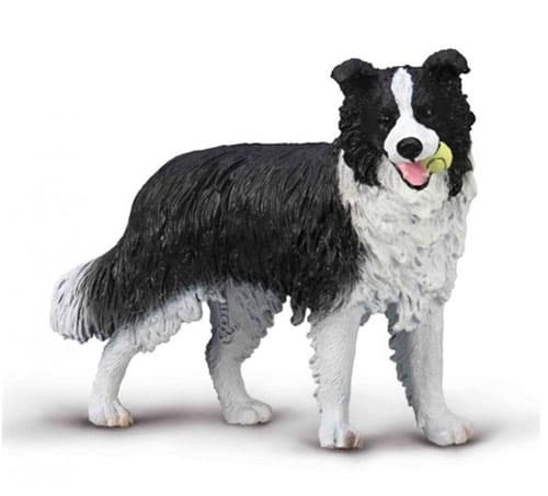 Samla. Border Collie