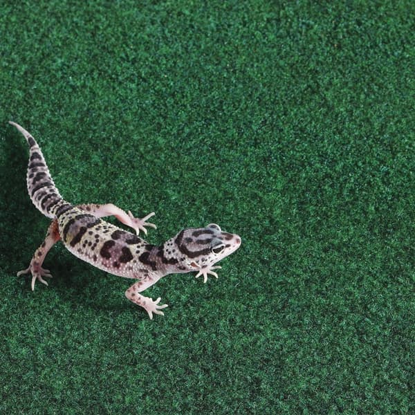Repti-Zoo Carpet Mat - terrariumsubstrat