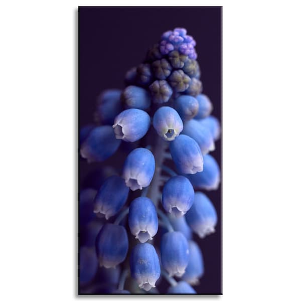 Canvastavla Botanik Blomma Hyacint 40x80 cm