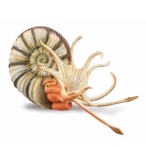 Ammoniitti