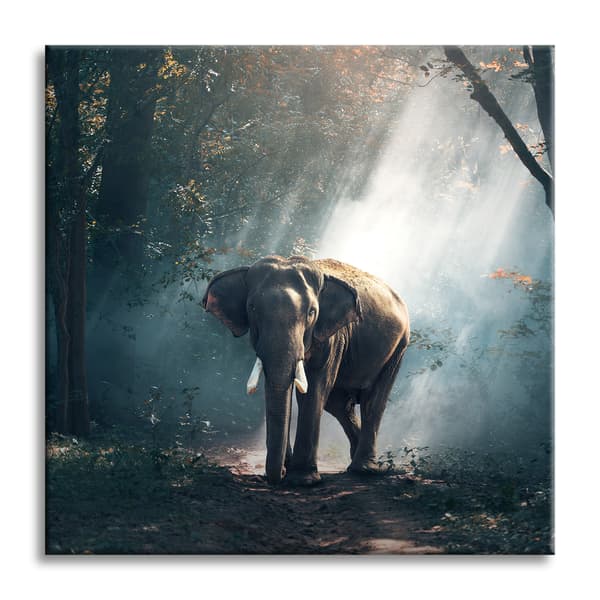 Lærredstryk Dyr Elefant 50x50 cm