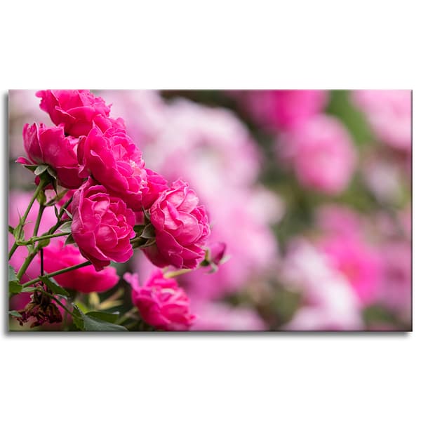 Canvastavla Botaniska Rosa Rosor 100x60 cm