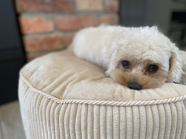 Rund pufpude til hund og kat, blød seng, DOTTY plys