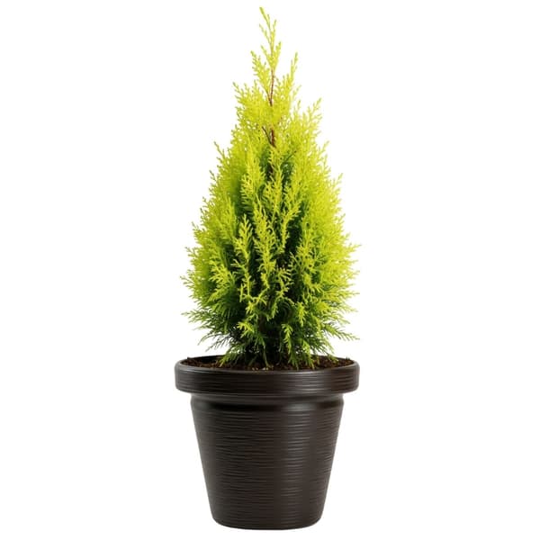 Blomkruka Srtia Riflo mocka h47,9x55 cm