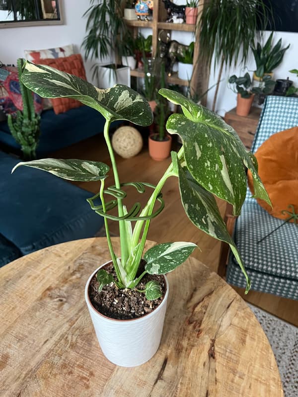 Stöd för växter och blommor MONSTERA STRONG Stödgreppspänne M 15 cm