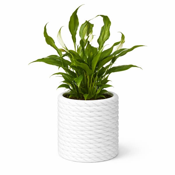 Dekorativ vit blomkruka med flätat mönster
