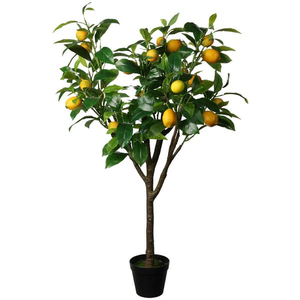 Suuri sitruspuu 115 cm ruukussa