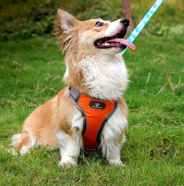 ASTRO orange træningssele til luftede hunde, størrelse M