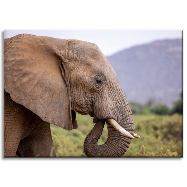Lærredstryk Dyr Elefant nærbillede 70x50 cm