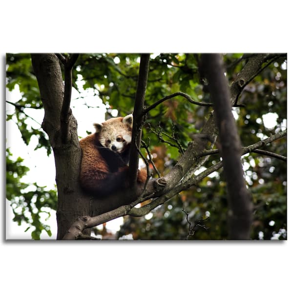Canvastaulu Eläimet Punainen Panda 120x80