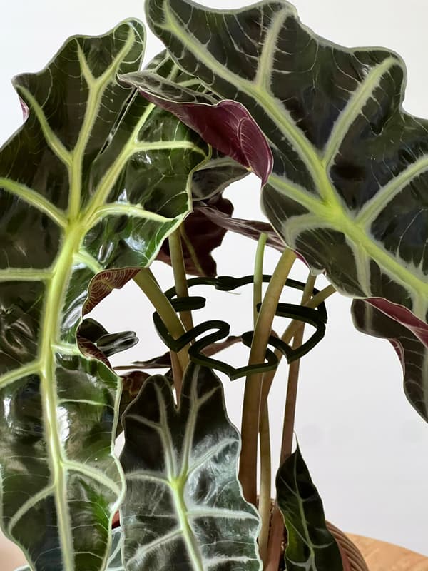 Stöd för växter och blommor MONSTERA STRONG Stödgreppspänne SML 3x