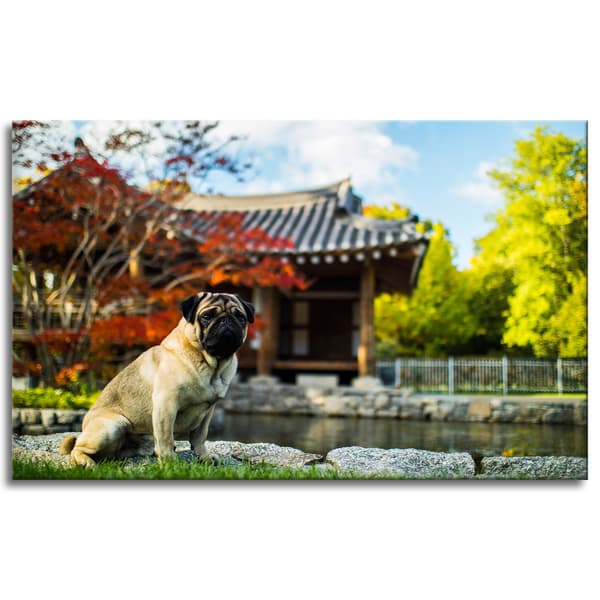 Canvastavla Djur Mops Hund 80x50 cm