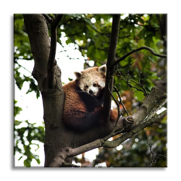 Canvastaulu Eläimet Punainen Panda 60x60 cm