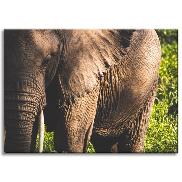 Lærredstryk Dyr Elefant Nærbillede 70x50 cm