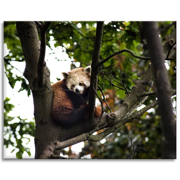 Lærredstryk Dyr Rød Panda 100x80