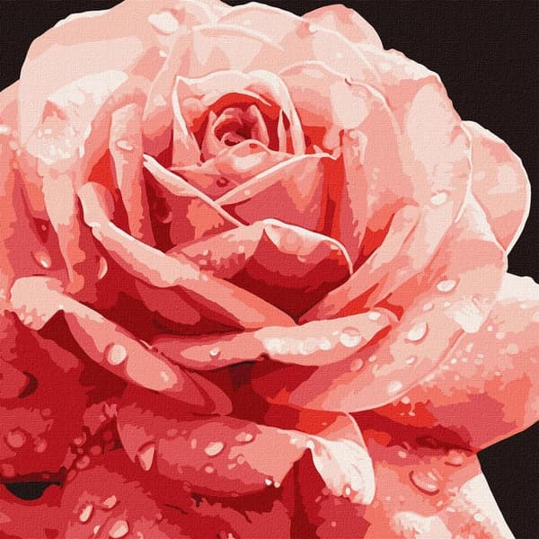 Maleri efter tal - Perfekt rose 40x40cm