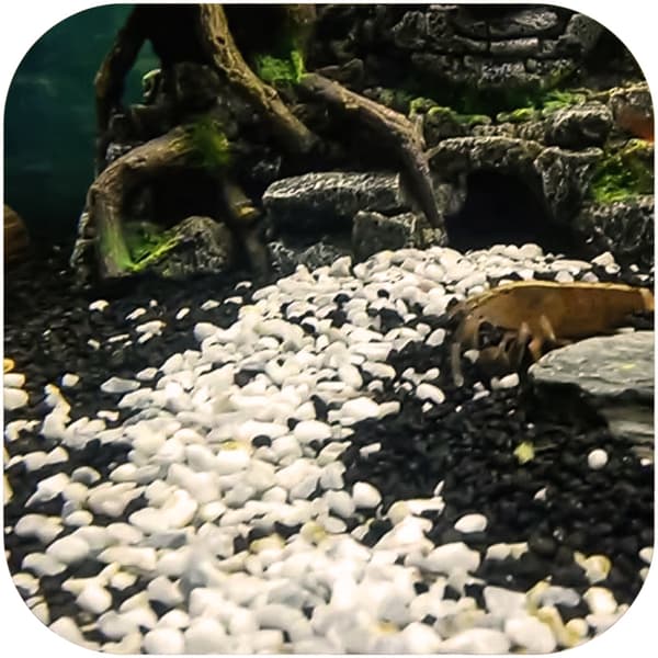 Eco Plant Black River 1kg - mustaa soraa 2-4mm