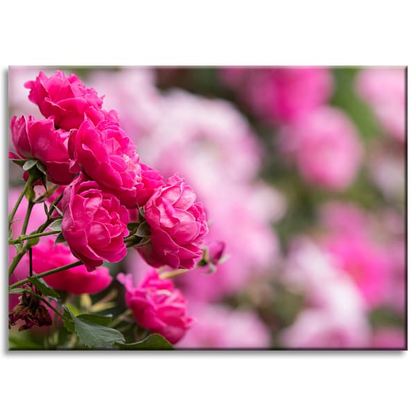 Canvastavla Botaniska rosa rosor 70x50 cm