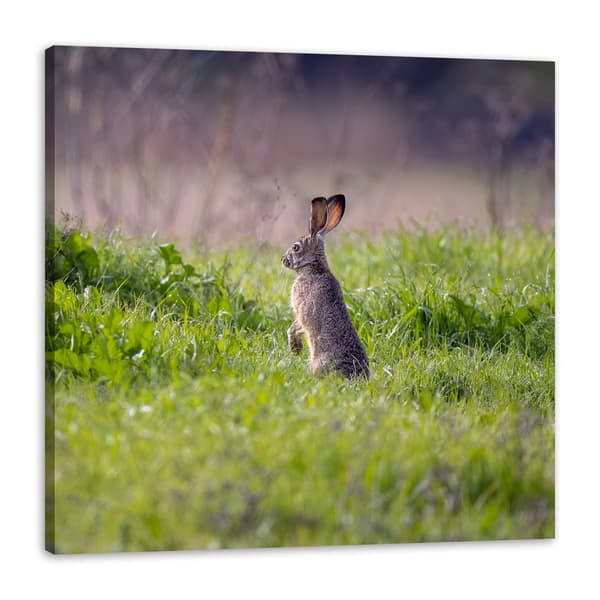 Lærredstryk Dyr Hare 90x90 cm
