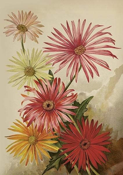 ST515 B6-kortti + Gerbera-kirjekuori