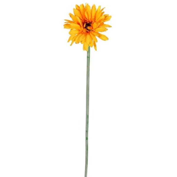 Gerbera enkelblomma ljus orange