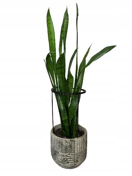 Støttering til blomsterplanter Klemmestøttering 2 i 1 L 50 cm