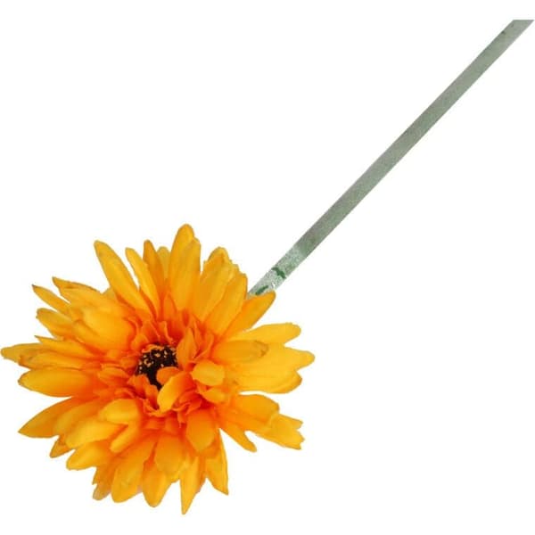 Gerbera enkelblomma ljus orange