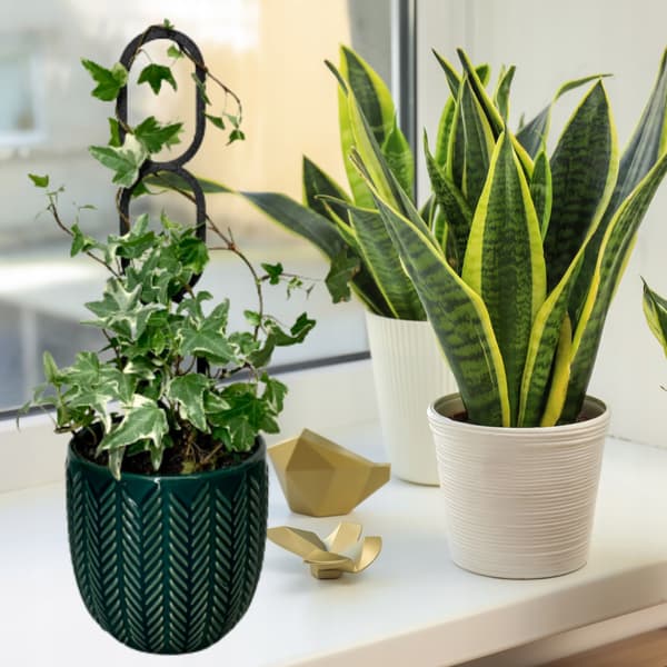 Stöd för klätterväxter Stöd för klätterblommor Pergolastege M 31 cm