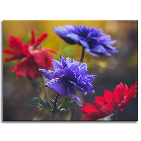 Canvastavla Botanik Vildblommor 40x30 cm