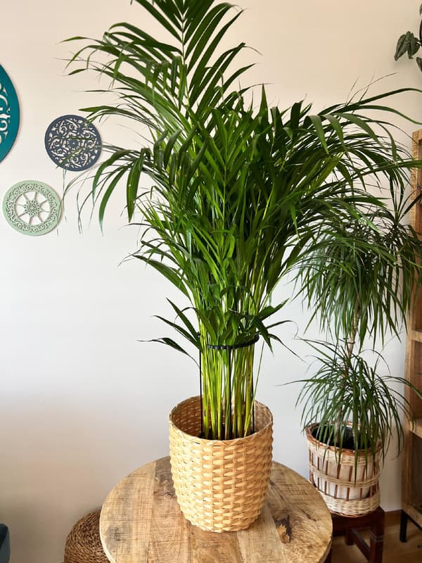 Støttering til blomsterplanter Klemme til støttering L 50x21cm