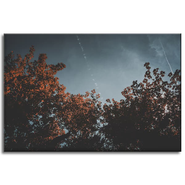 Canvastavla Apelsinträdkronor 60x40
