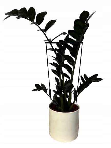 Klemme til støttering til blomsterplanter, støttering L 60x24cm, 3 stk.