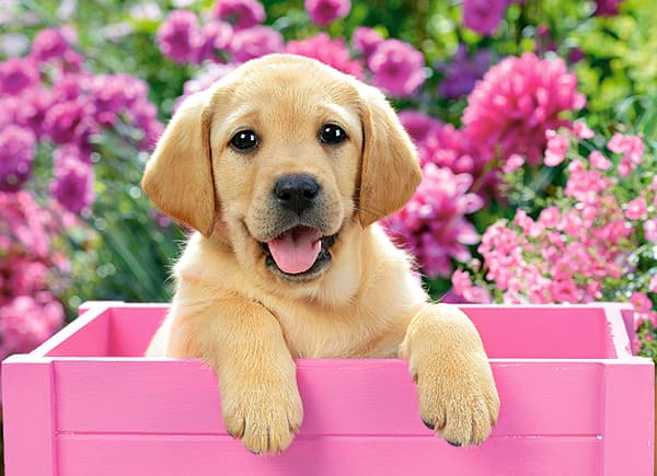 Pussel 300 labradorvalp i rosa ask