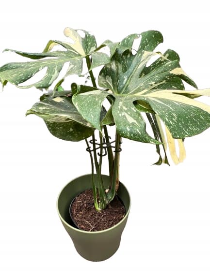 Stöd för växter och blommor Stöd för stöd Starkt grepp SML 3x