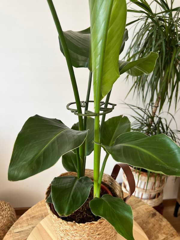Stöd för växter och blommor MONSTERA STRONG Stödgreppspänne L 21 cm