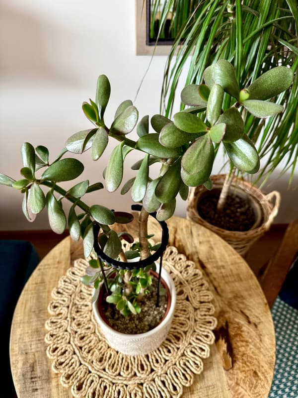 Støttering til blomsterplanter Klemme til støttering SM 60x10cm