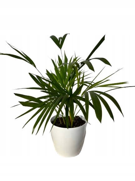 Klemme til støttering til blomsterplanter, støttering M 50x21cm, 3 stk.