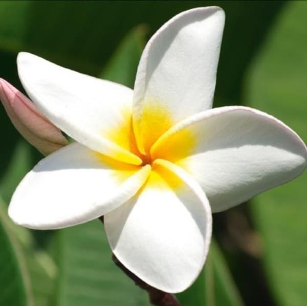 Kort 16x16cm + Plumeria-kuvert