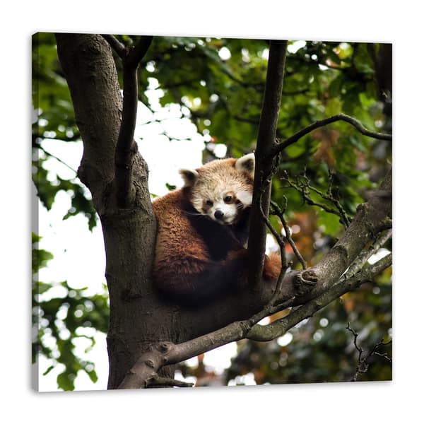 Lærredstryk Dyr Rød Panda 50x50 cm