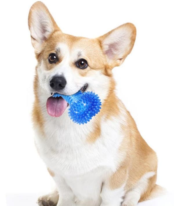 Hundtuggben av säkert gummi, blått