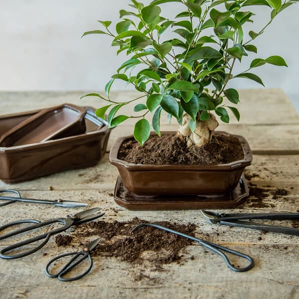 Bonsai beskärningssaxar