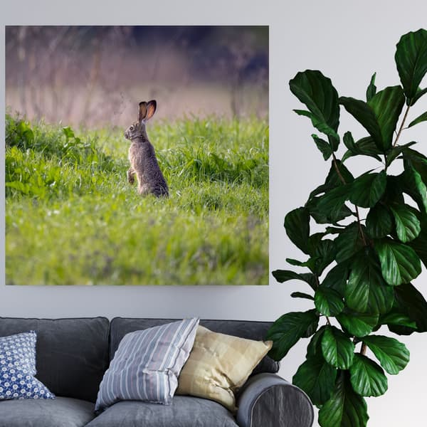 Canvastavla Djur Hare 60x60 cm