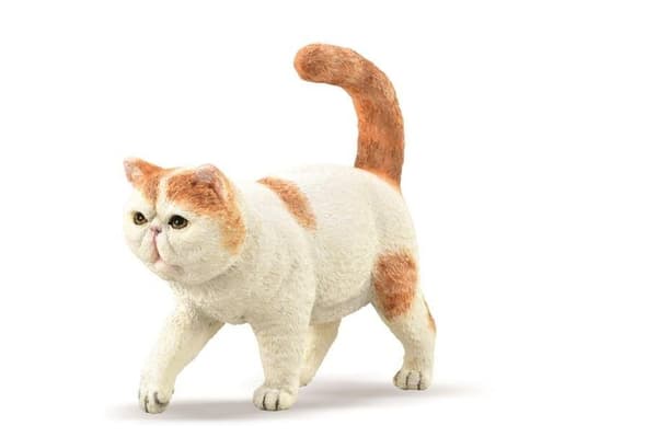Eksotisk korthåret kat